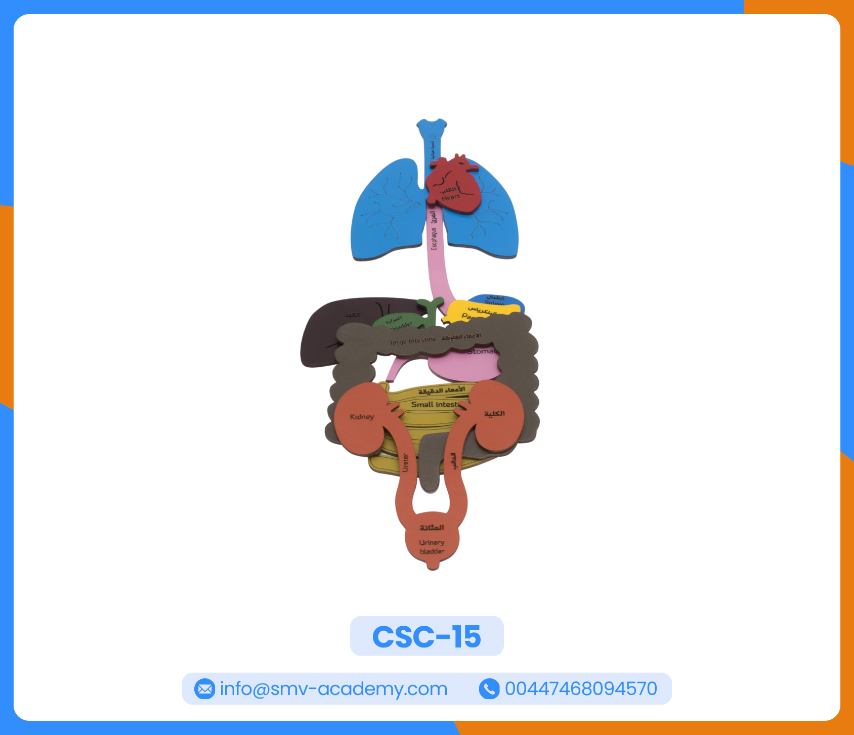 أعضاء جسم الانسان